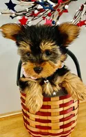 Little Layla, a female Yorkshire Terrier for sale in Uniontown, OH – 3 of 7