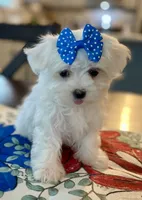 Tiny Della, a female Maltese for sale in Uniontown, OH – 3 of 8