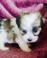 Stuart, a male Havanese for sale in Uniontown, OH – 3 of 4