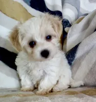 Minnie, a female Shichon for sale in Uniontown, OH – 6 of 6