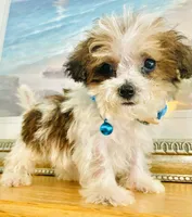 Teacup Tuck, a male Maltipoo for sale in Uniontown, OH – 3 of 10