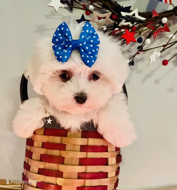 Little Dora – Maltese puppy for sale in Uniontown, OH