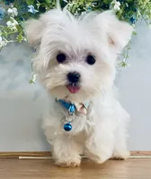 Teacup Toby, a male Maltese for sale in Uniontown, OH – 1 of 7