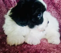 Sailor, a male Havanese for sale in Uniontown, OH – 3 of 4