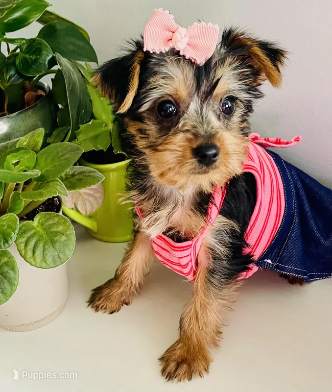Cookie – Yorkshire Terrier puppy for sale in Uniontown, OH