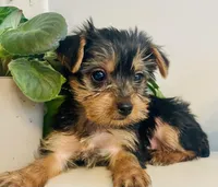 Mini Mae, a female Yorkshire Terrier for sale in Uniontown, OH – Photo 2 of 7