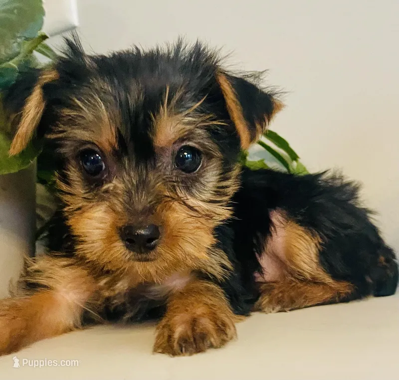 Mini Mae – Yorkshire Terrier puppy for sale in Uniontown, OH