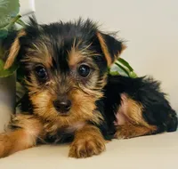 Mini Mae, a female Yorkshire Terrier for sale in Uniontown, OH – Photo 5 of 7