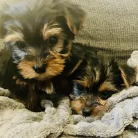 Mini Mae, a female Yorkshire Terrier for sale in Uniontown, OH – Photo 3 of 7