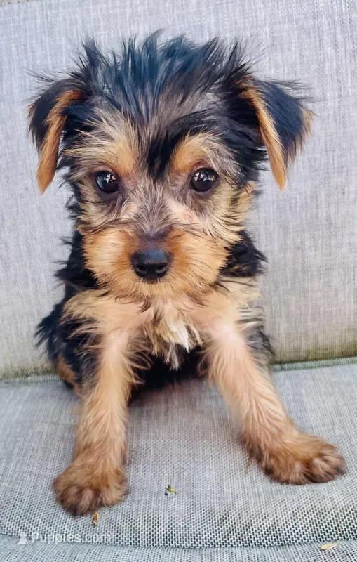 Cookie – Yorkshire Terrier puppy for sale in Uniontown, OH
