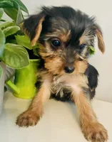 Mini Mae, a female Yorkshire Terrier for sale in Uniontown, OH – Photo 4 of 7