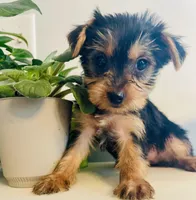Mini Mae, a female Yorkshire Terrier for sale in Uniontown, OH – Photo 1 of 7