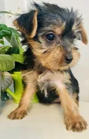 Mini Mae, a female Yorkshire Terrier for sale in Uniontown, OH – Photo 7 of 7