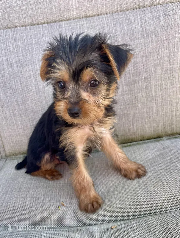 Cookie – Yorkshire Terrier puppy for sale in Uniontown, OH