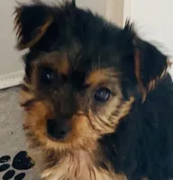 Mini Mae, a female Yorkshire Terrier for sale in Uniontown, OH – Photo 6 of 7