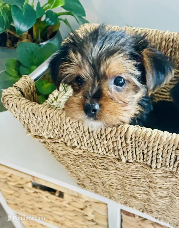 Mini Mae – Yorkshire Terrier puppy for sale in Uniontown, OH