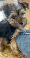 Tiny, a female Yorkshire Terrier for sale in Uniontown, OH – 4 of 7