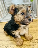Tiny, a female Yorkshire Terrier for sale in Uniontown, OH – 6 of 7