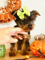 Tiny Apple, a female Yorkshire Terrier for sale in Uniontown, OH – 7 of 9