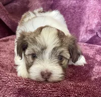 Brown and white, a male Havanese for sale in Uniontown, OH – 3 of 7