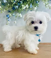 Teacup Toby, a male Maltese for sale in Uniontown, OH – 2 of 7