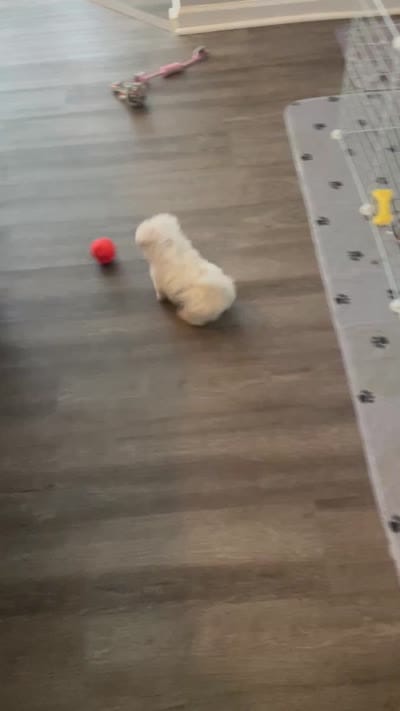 Teacup tiana, a female Maltese for sale in Uniontown, OH – 9 of 9