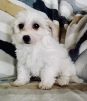 Millie, a female Shichon for sale in Uniontown, OH – 2 of 5