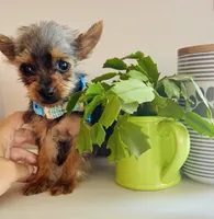 Teacup Troy, a male Yorkshire Terrier for sale in Uniontown, OH – 3 of 8