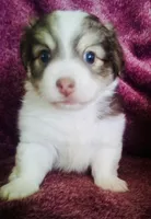 Skylar, a male Havanese for sale in Uniontown, OH – 4 of 5