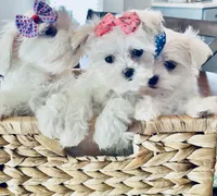 Teacup Lily, a female Maltese for sale in Uniontown, OH – 5 of 7