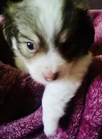 Skylar, a male Havanese for sale in Uniontown, OH – 3 of 5