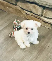 Teacup tiana, a female Maltese for sale in Uniontown, OH – 4 of 9