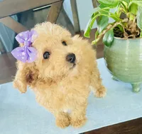 Tiny tulip, a female Maltipoo for sale in Uniontown, OH – 7 of 7