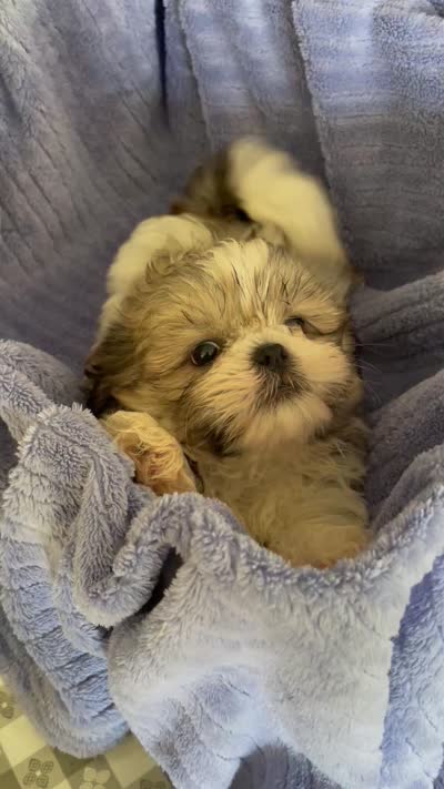 Pip, a male Shih Tzu for sale in Uniontown, OH – 6 of 6