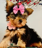 Little Layla, a female Yorkshire Terrier for sale in Uniontown, OH – 4 of 7