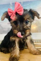 Tiny Tilly, a female Yorkshire Terrier for sale in Uniontown, OH – 5 of 10