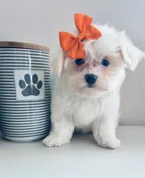 Tiny jewel, a female Maltese for sale in Uniontown, OH – 6 of 7