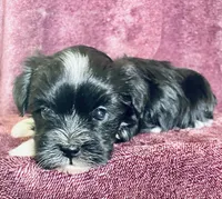 Black and white , a male Havanese for sale in Uniontown, OH – 5 of 8