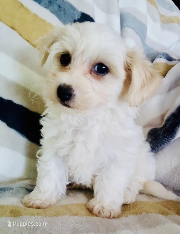 Millie – Shichon puppy for sale in Uniontown, OH