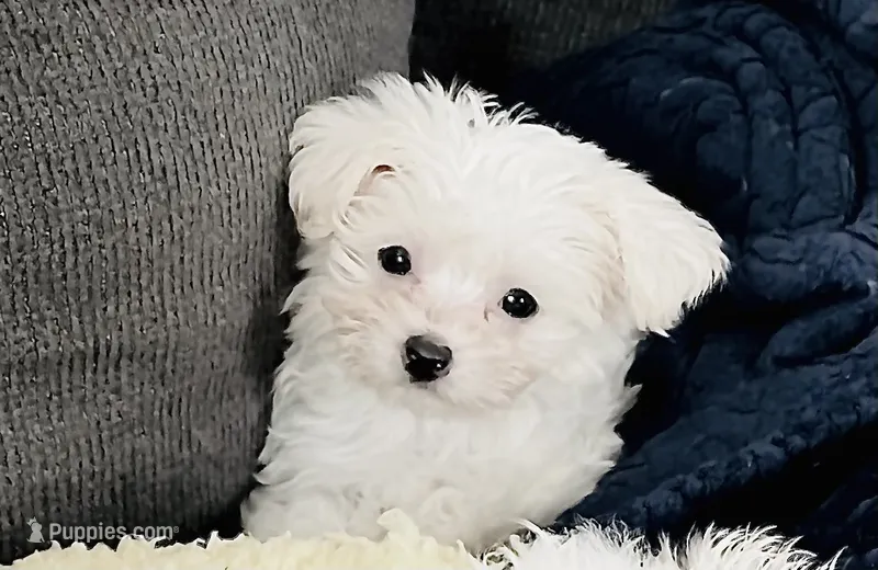Teacup tiana – Maltese puppy for sale in Uniontown, OH
