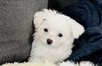 Teacup tiana, a female Maltese for sale in Uniontown, OH – 1 of 9