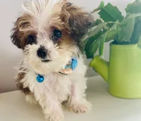 Teacup Tuck, a male Maltipoo for sale in Uniontown, OH – 7 of 10