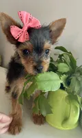 Teacup queenie, a female Yorkshire Terrier for sale in Uniontown, OH – 6 of 9