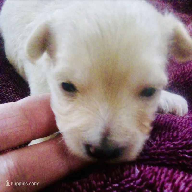 Beige – Bichon Frise, Yorkshire Terrier puppy for sale in Uniontown, OH