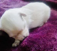 Beige, a male Bichon Frise and Yorkshire Terrier for sale in Uniontown, OH – Photo 3 of 3