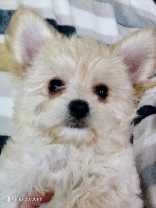 Sammy – Bichon Frise, Yorkshire Terrier puppy for sale in Uniontown, OH