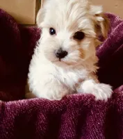 Beige, a male Bichon Frise and Yorkshire Terrier for sale in Uniontown, OH – Photo 7 of 8