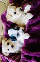 Beige, a male Bichon Frise and Yorkshire Terrier for sale in Uniontown, OH – Photo 8 of 8