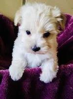 Beige, a male Bichon Frise and Yorkshire Terrier for sale in Uniontown, OH – Photo 6 of 8