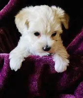 Beige, a male Bichon Frise and Yorkshire Terrier for sale in Uniontown, OH – Photo 5 of 8